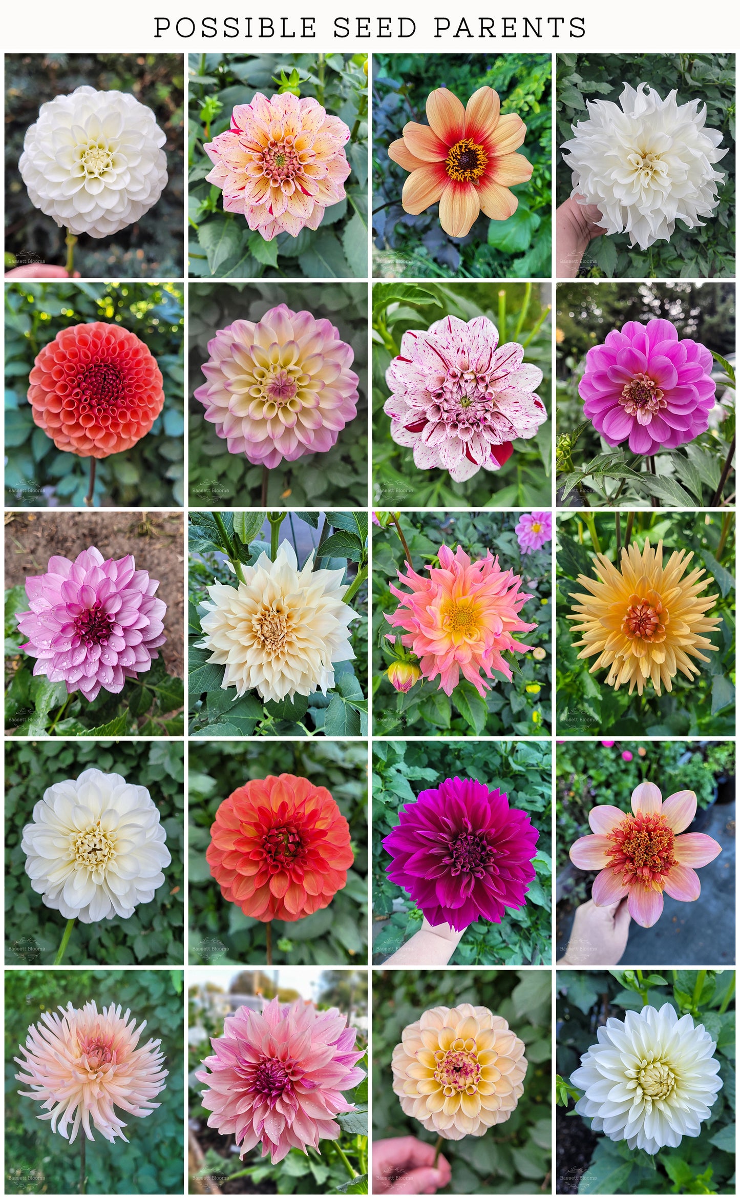 Dahlia Seeds - 25 count (LIMIT 4)