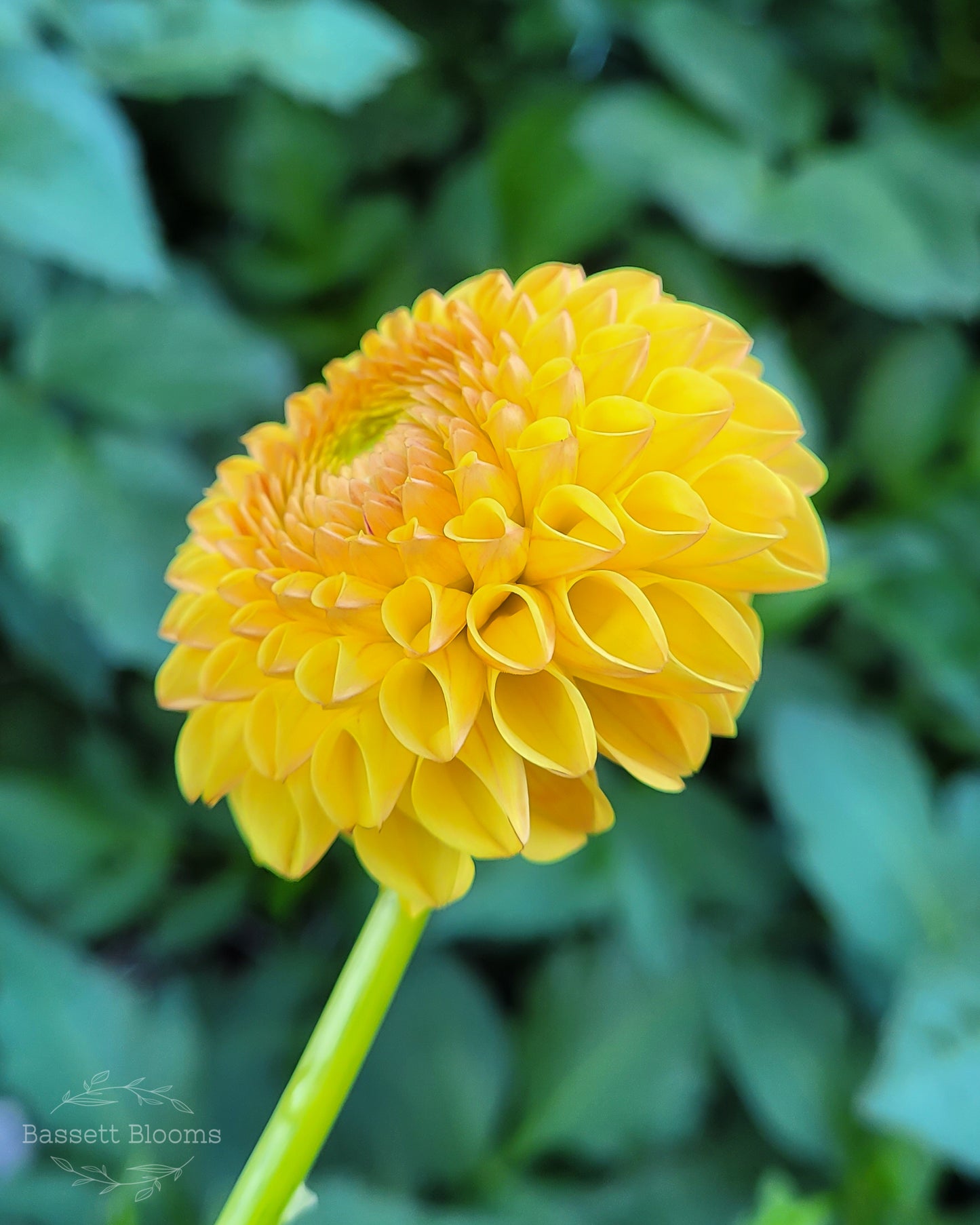Ms Kennedy - Dahlia Tuber