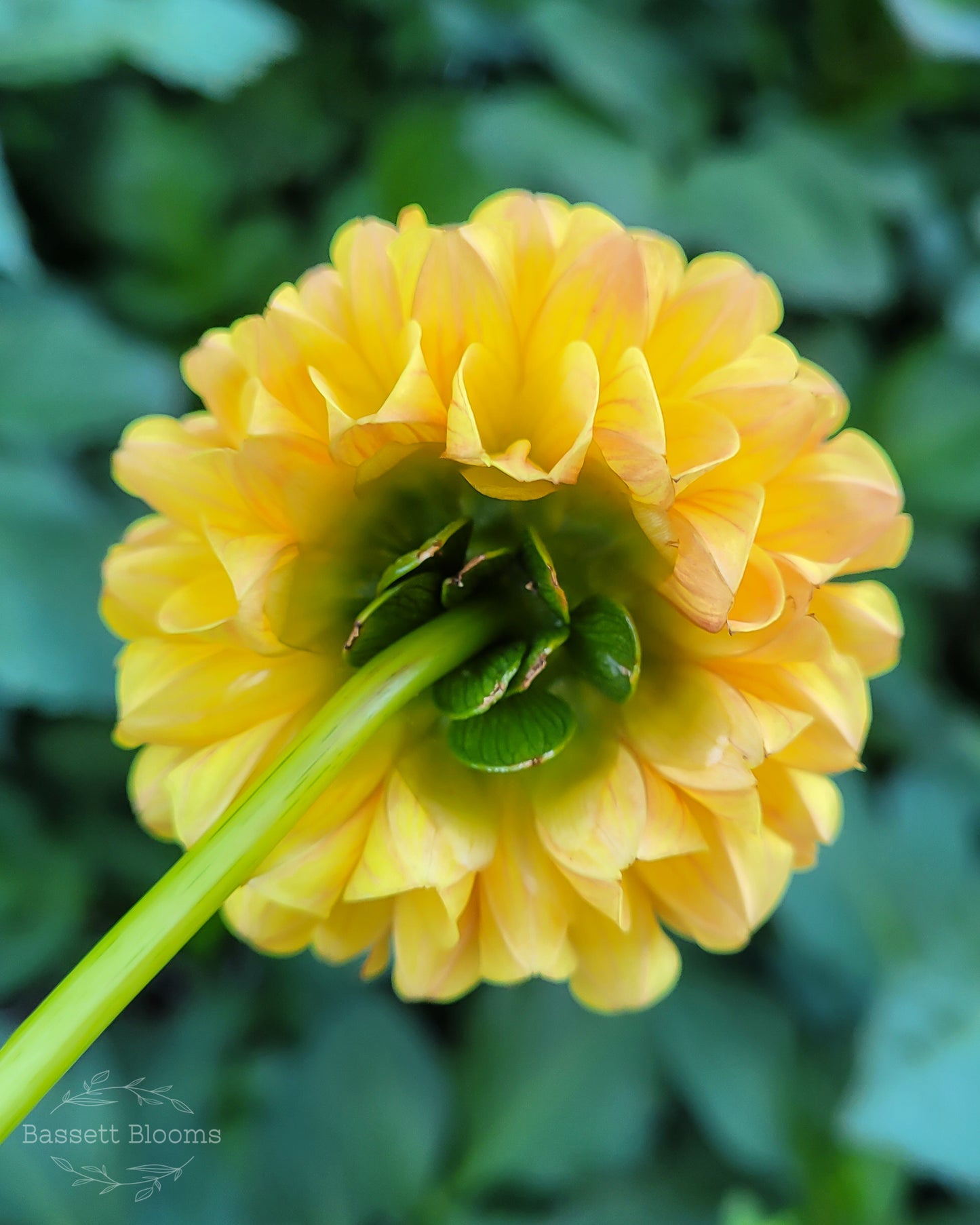 Ms Kennedy - Dahlia Tuber