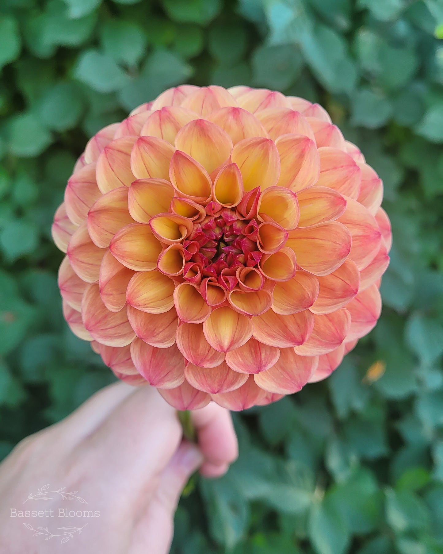 Robin Hood - Dahlia Tuber