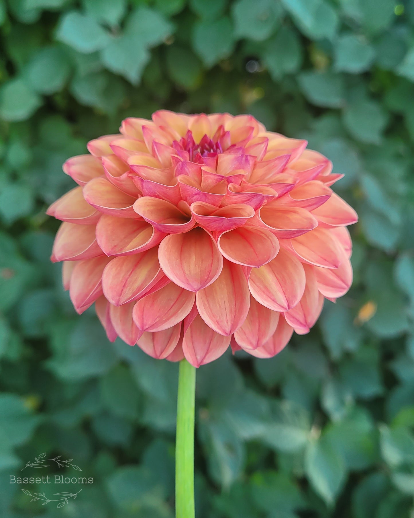 Robin Hood - Dahlia Tuber