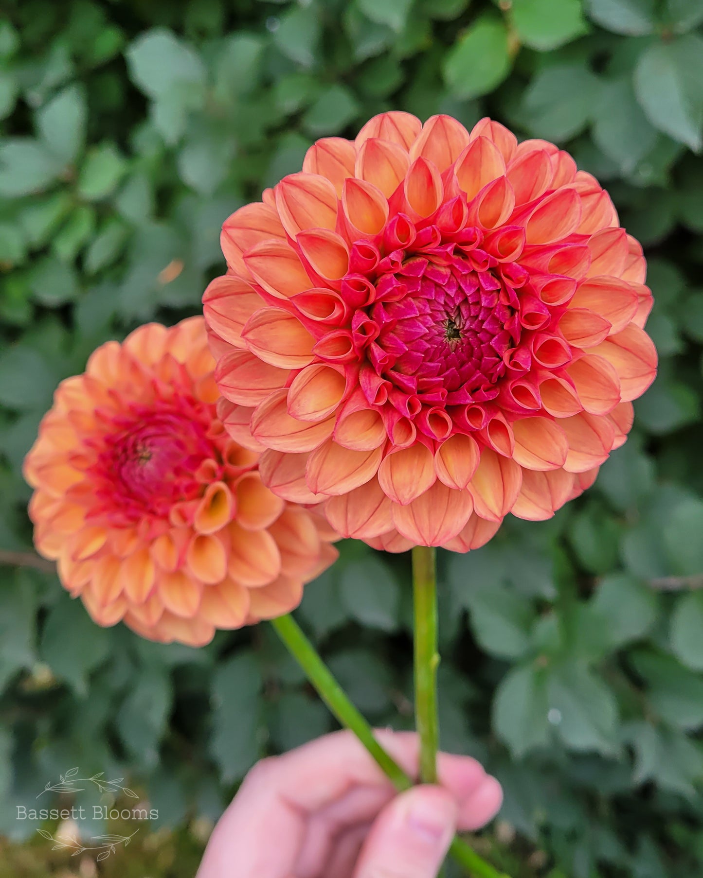 Robin Hood - Dahlia Tuber