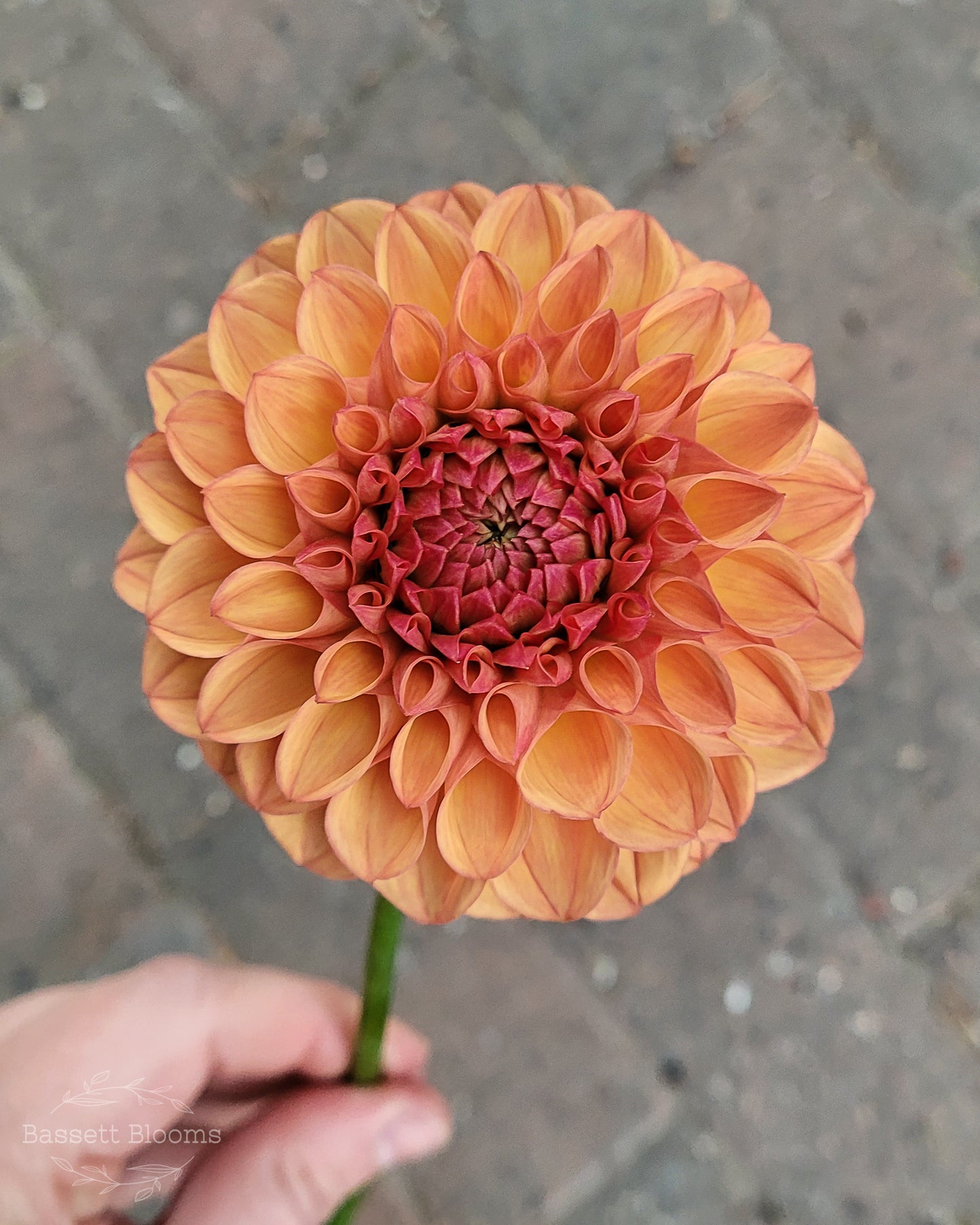 Robin Hood - Dahlia Tuber