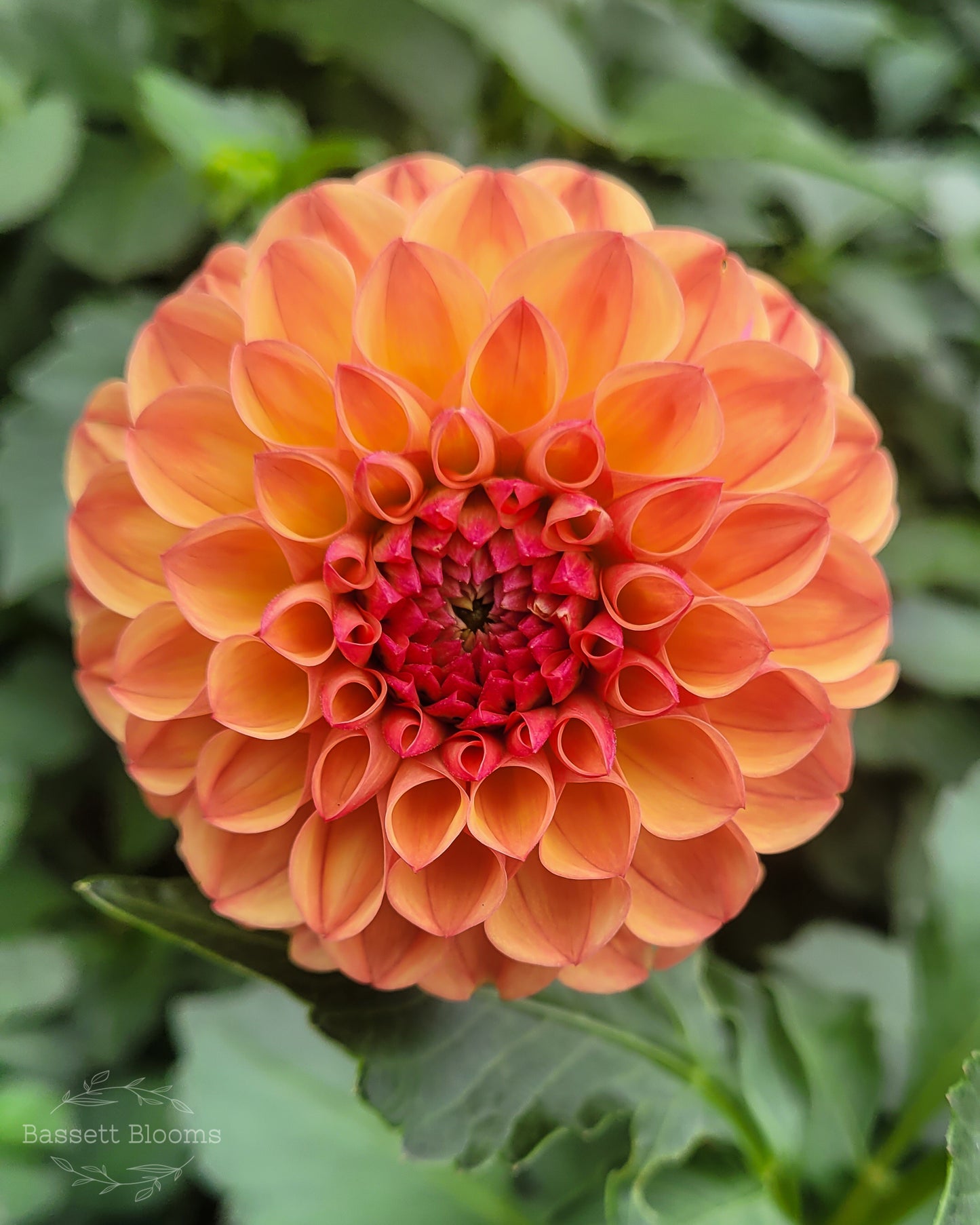Robin Hood - Dahlia Tuber