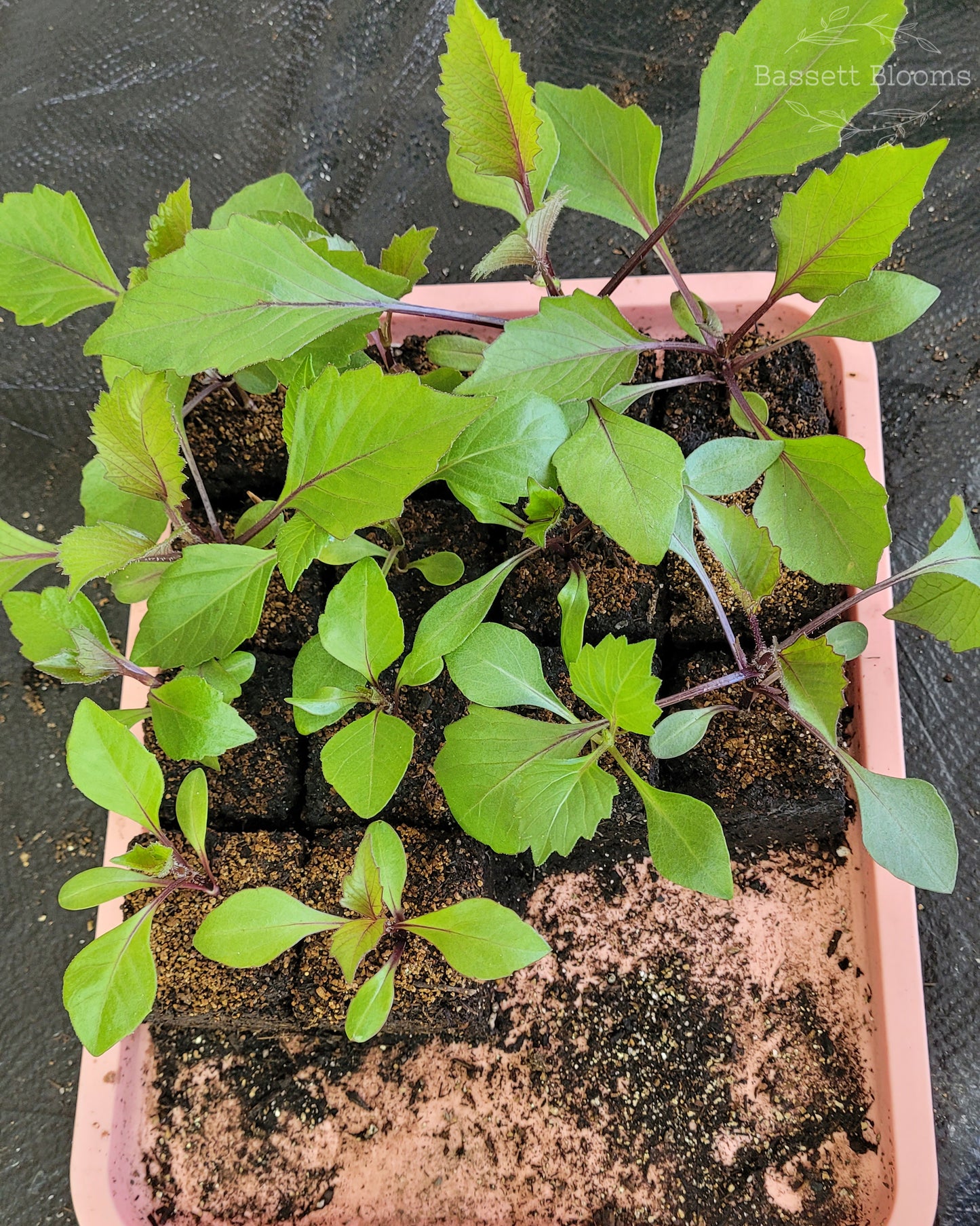 Dahlia Seeds - 25 count (LIMIT 4)