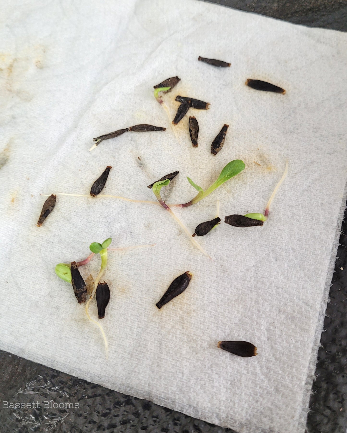 Dahlia Seeds - 25 count (LIMIT 4)