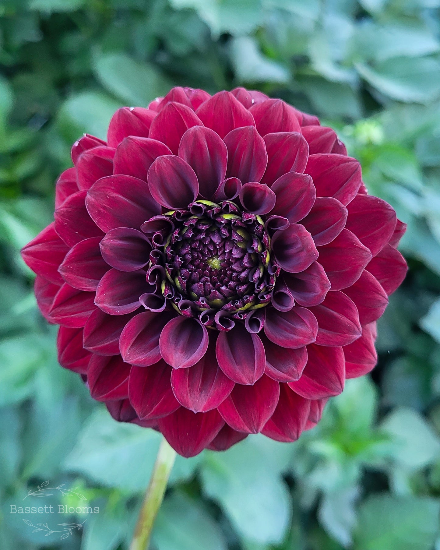 Fidalgo Blacky - Dahlia Tuber