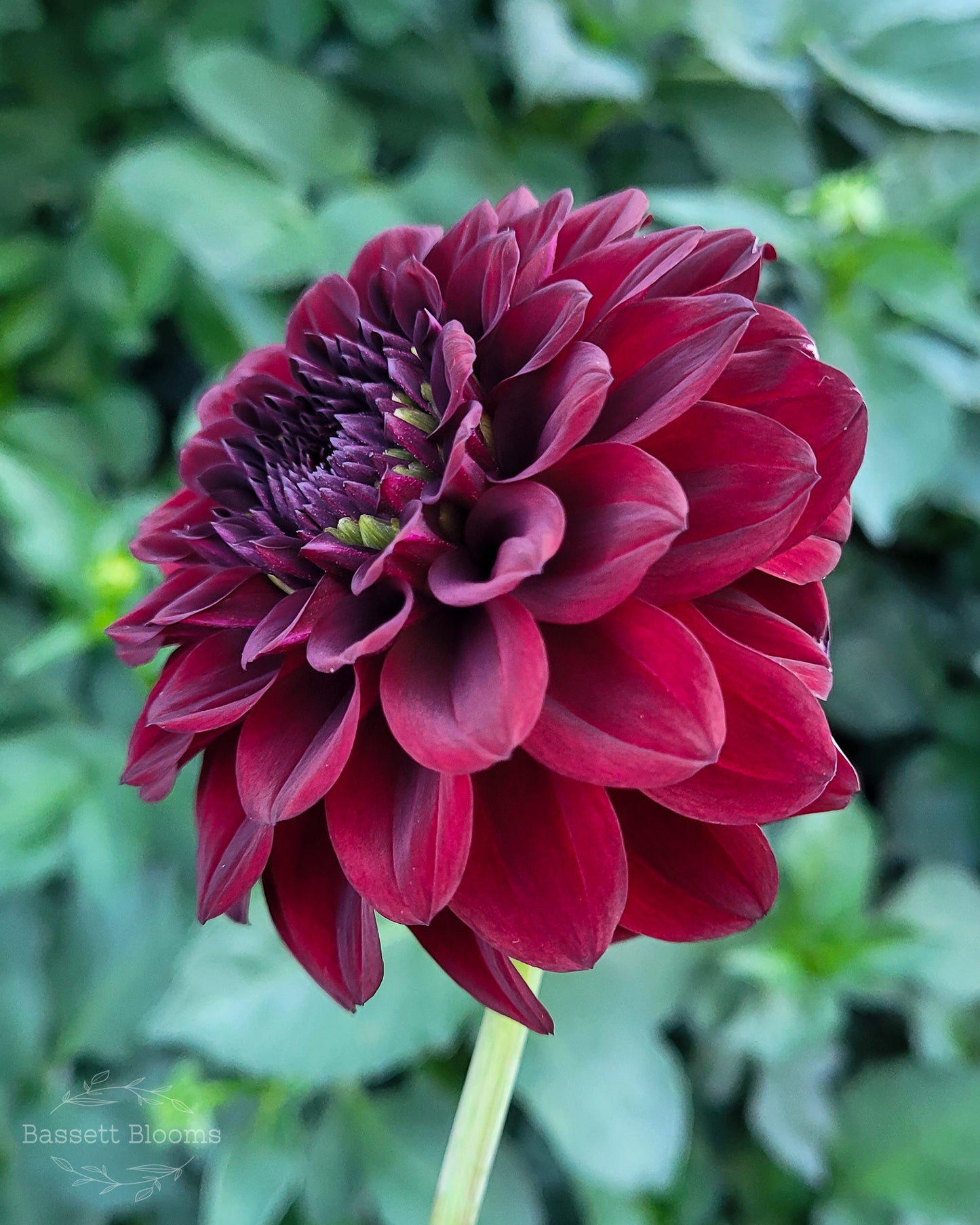 Fidalgo Blacky - Dahlia Tuber