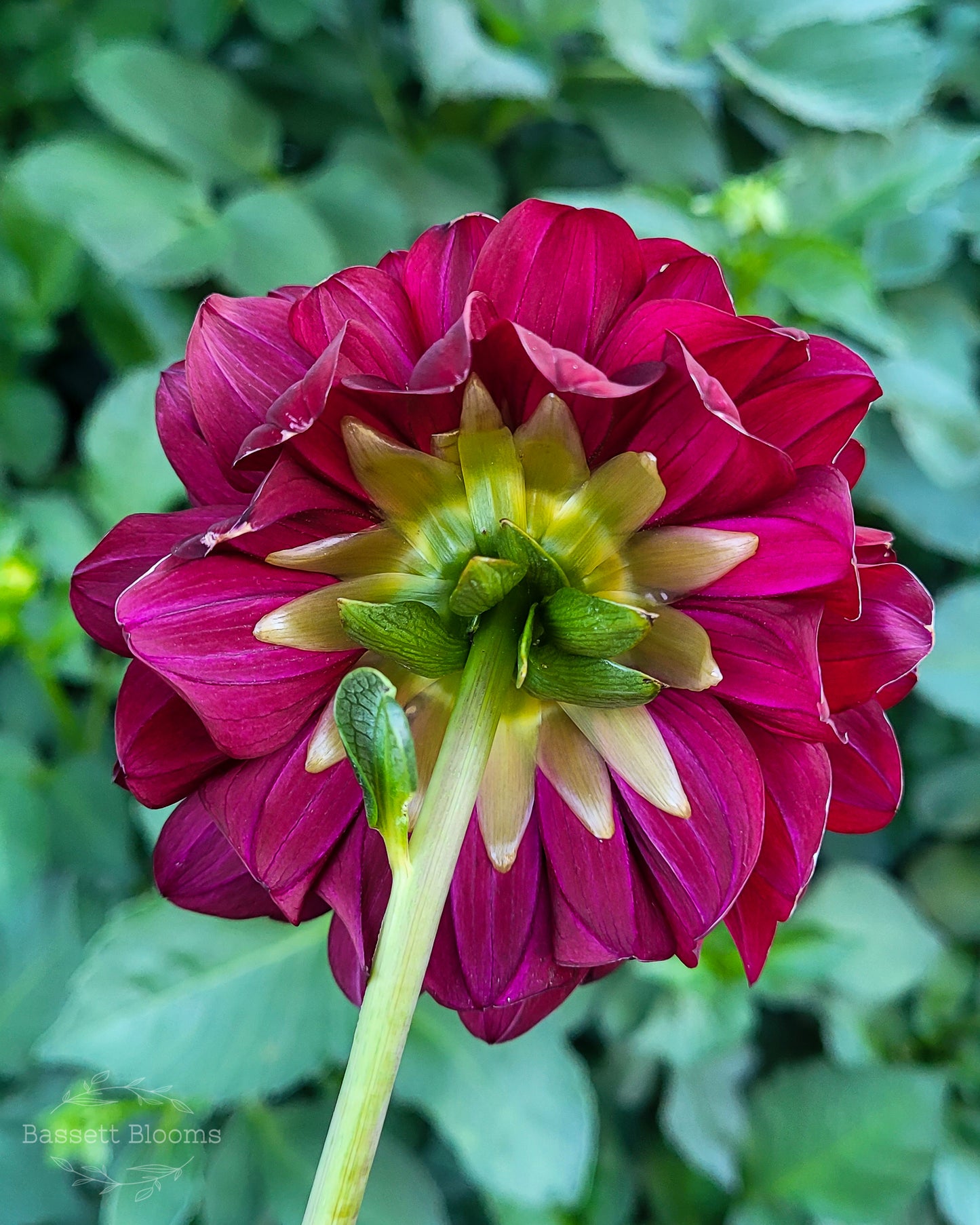 Fidalgo Blacky - Dahlia Tuber