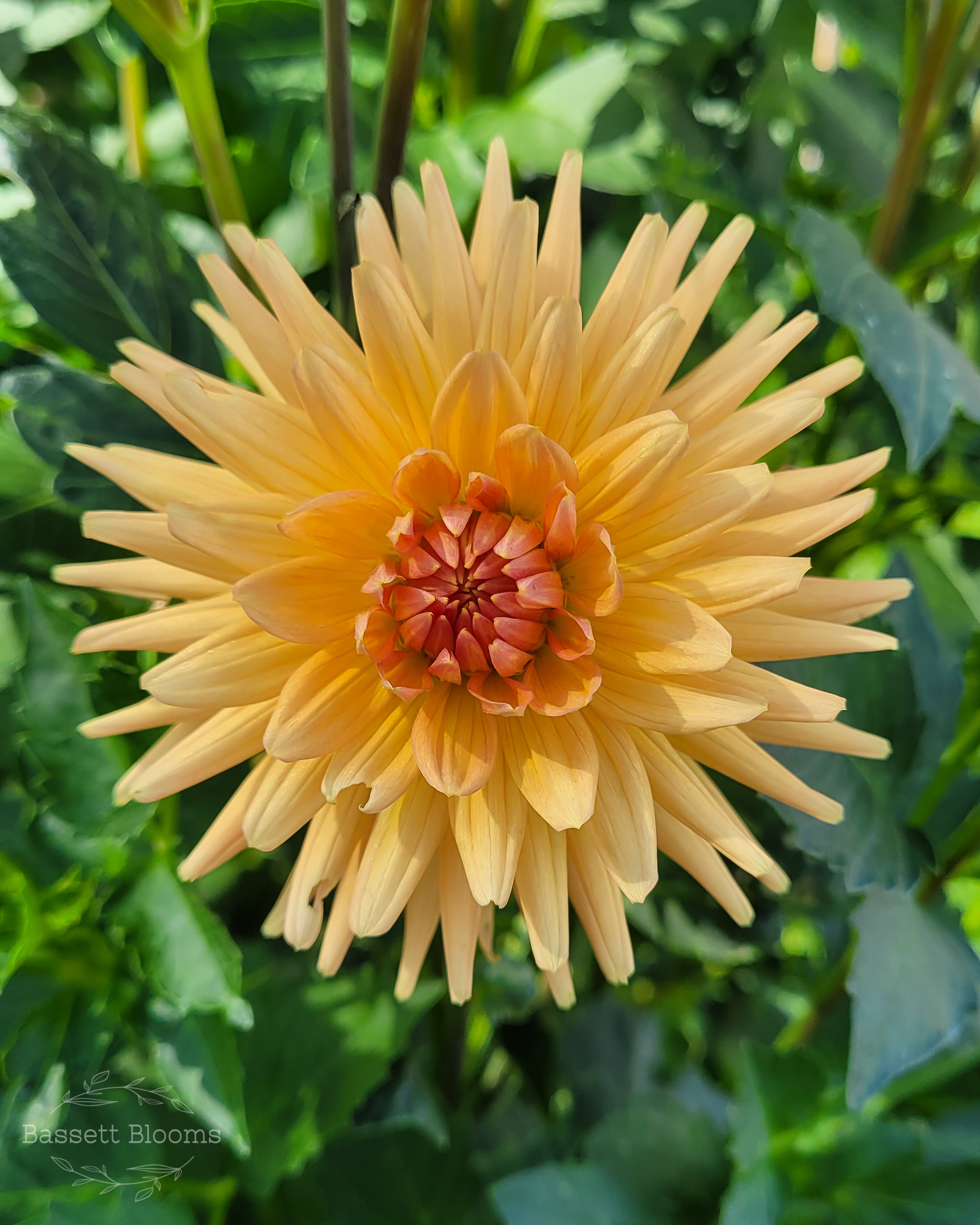 Hollyhill Jitterbug - Dahlia Tuber – Bassett Blooms