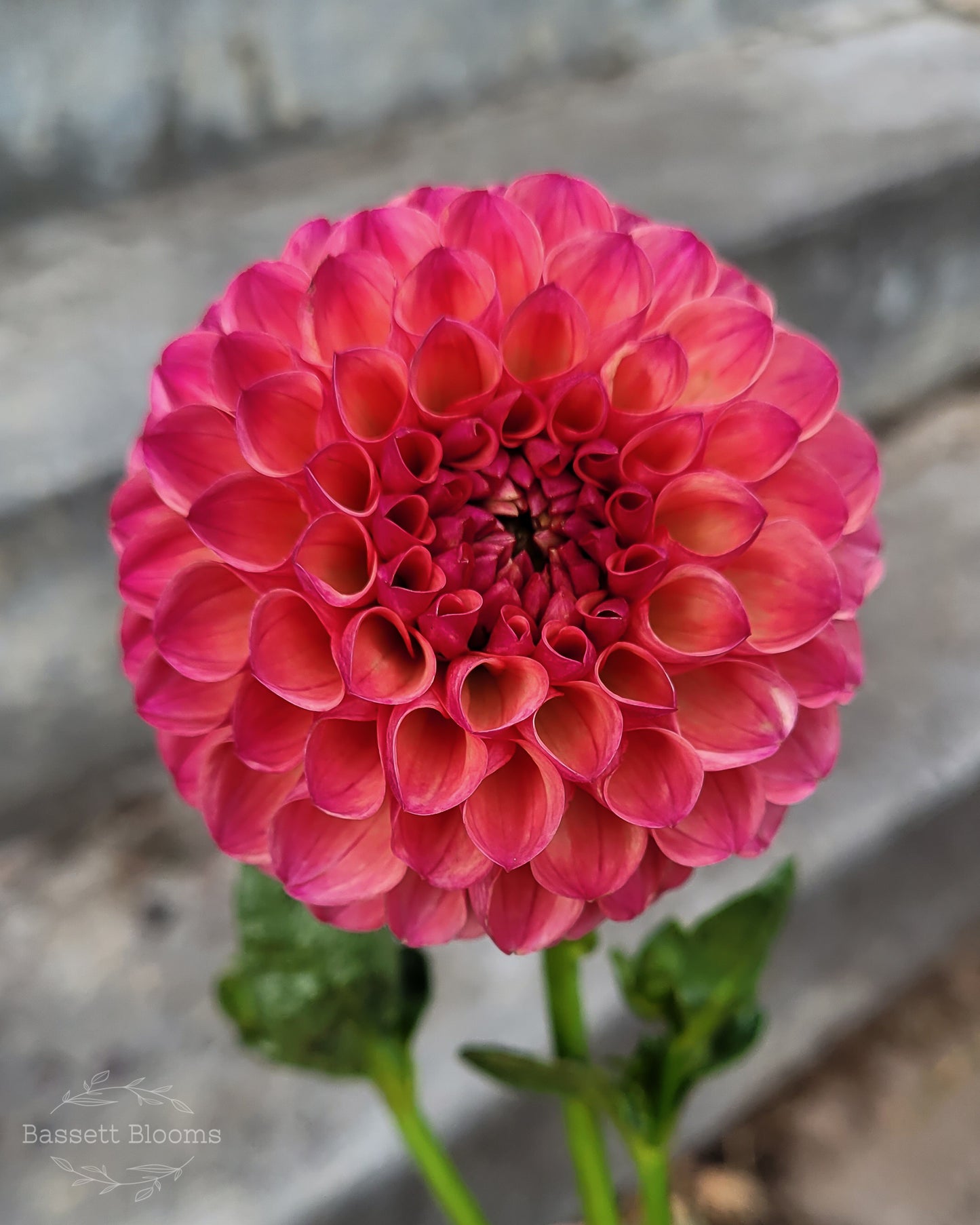 Robin Hood - Dahlia Tuber