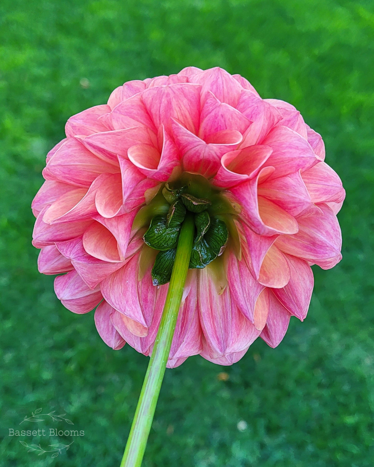 Robin Hood - Dahlia Tuber
