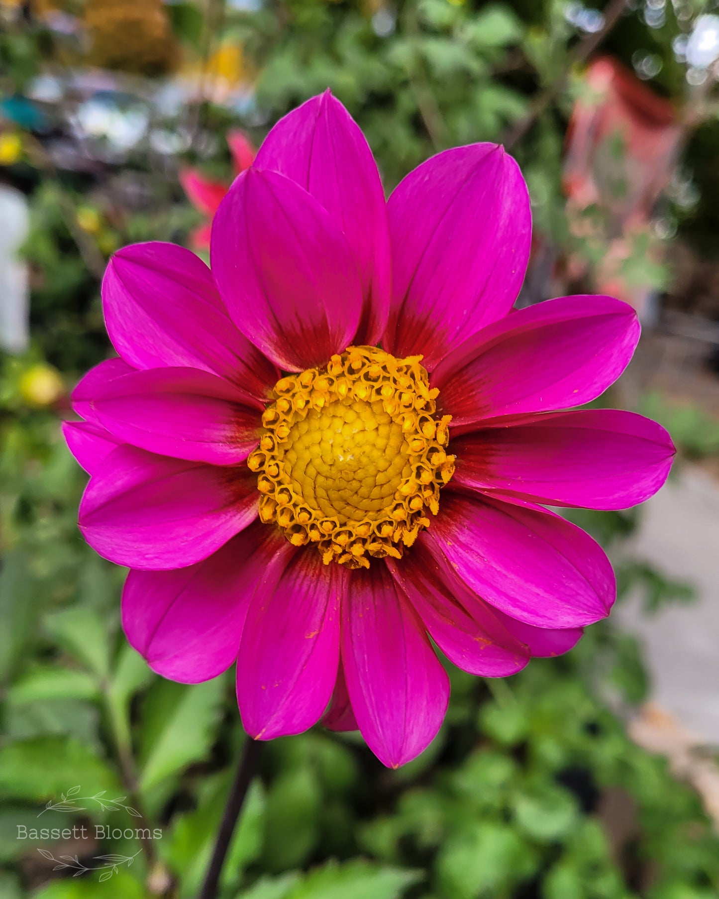 Dahlia Seeds - 25 count (LIMIT 4)