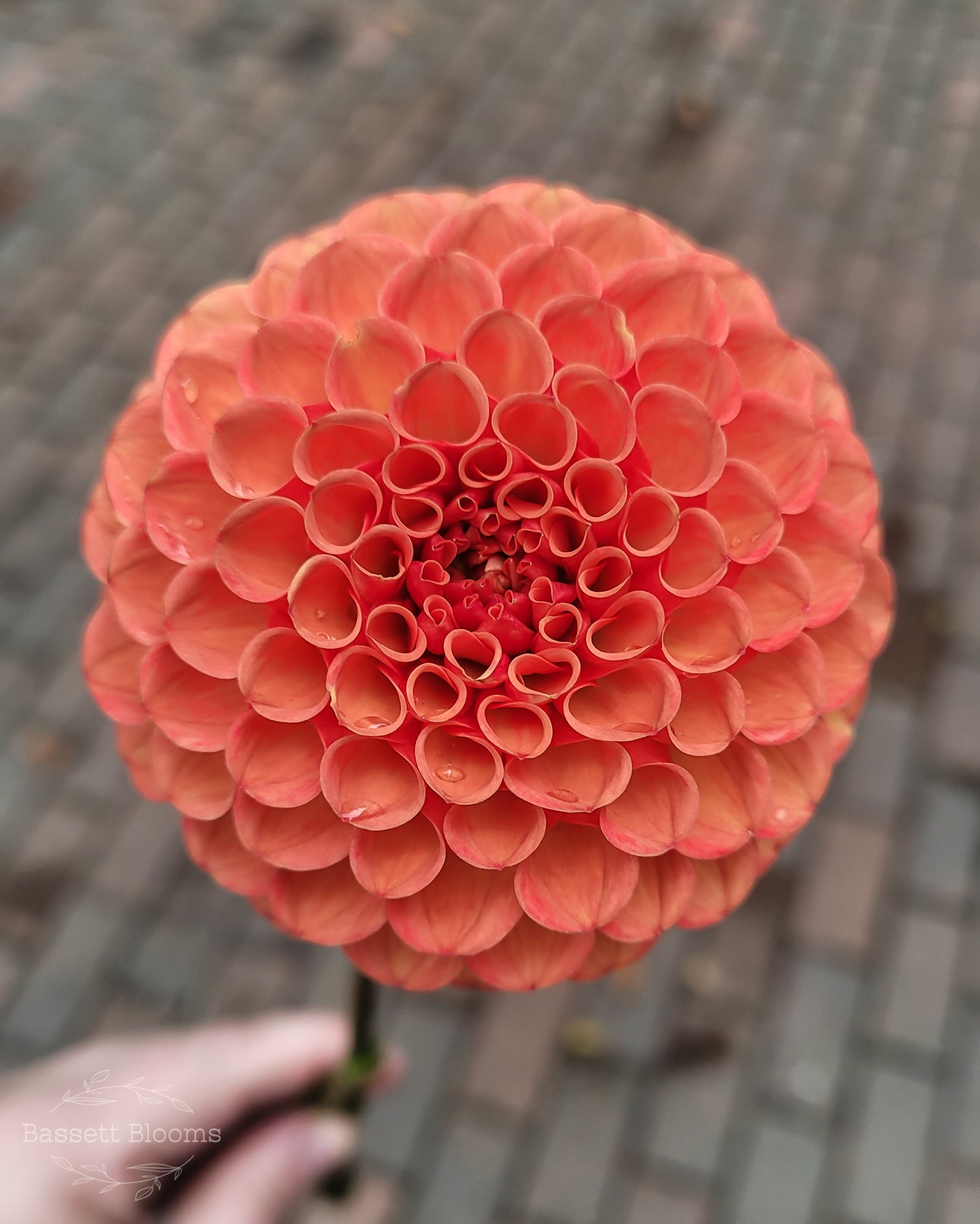 Valley Rust Bucket - Dahlia Tuber