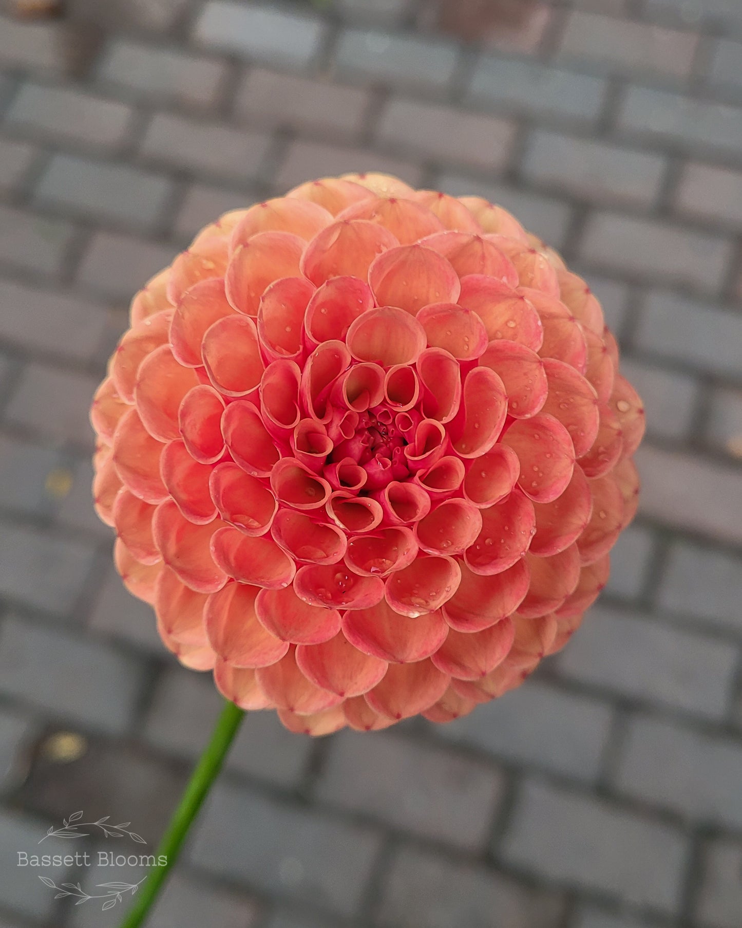 Valley Rust Bucket - Dahlia Tuber