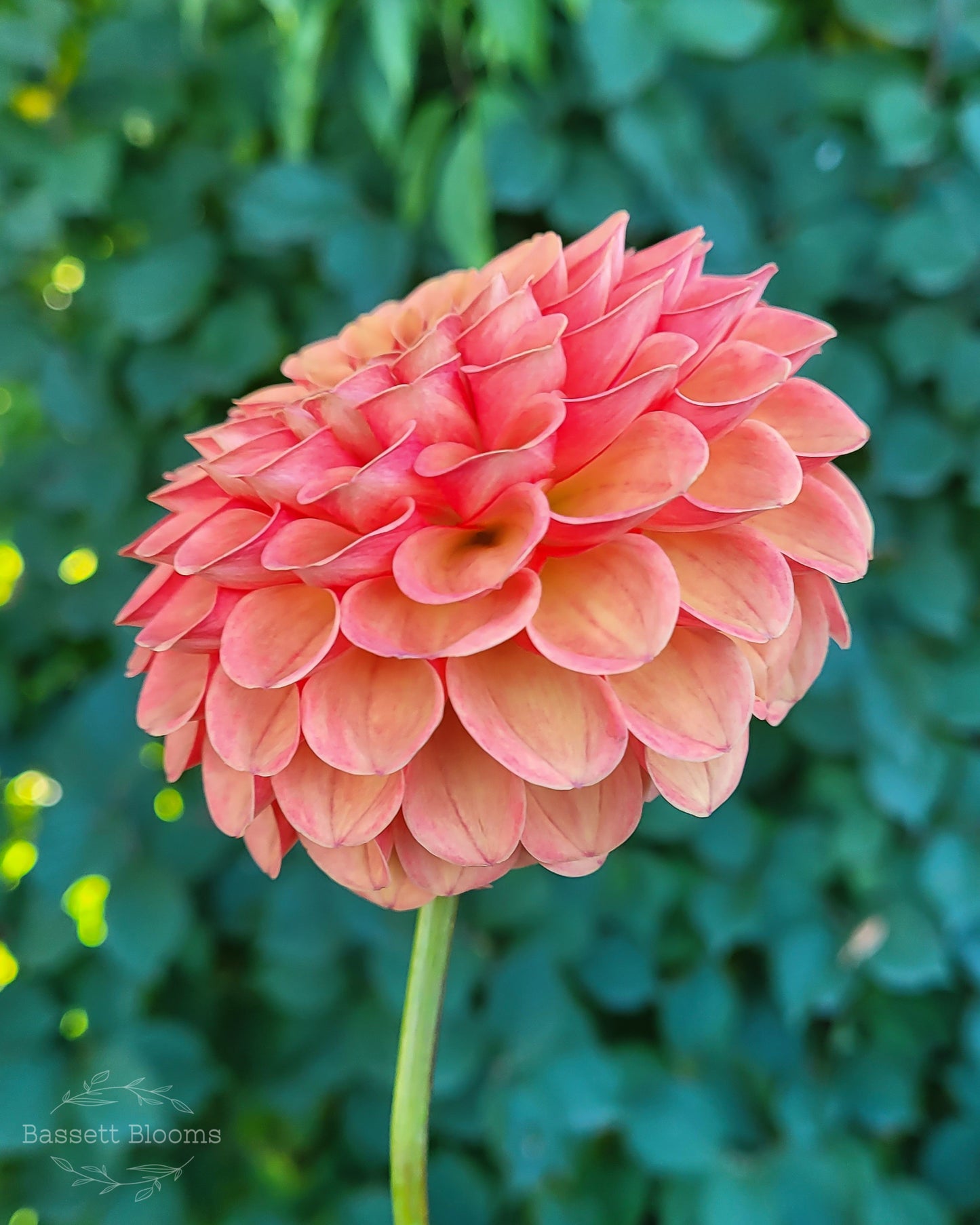 Valley Rust Bucket - Dahlia Tuber