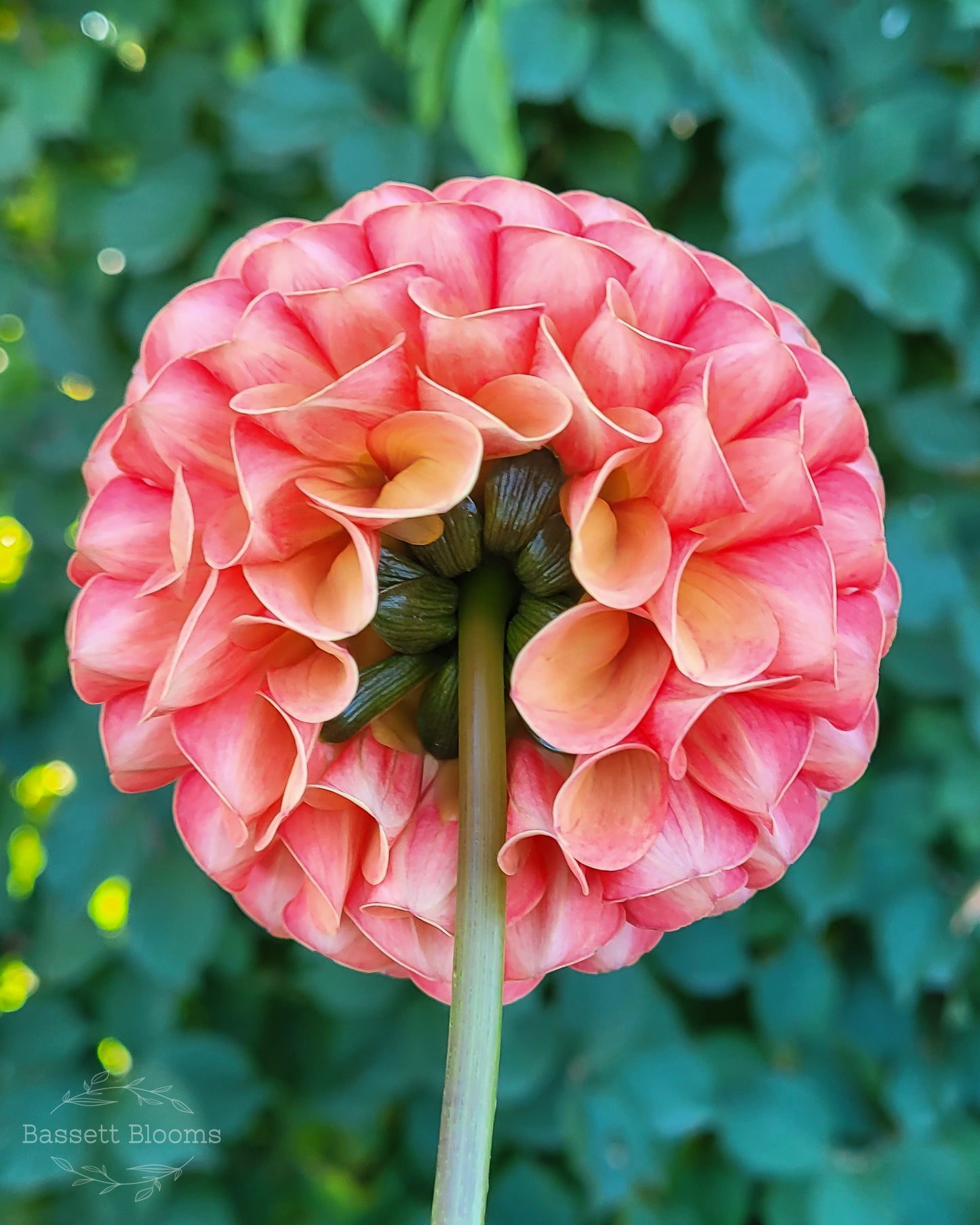 Valley Rust Bucket - Dahlia Tuber