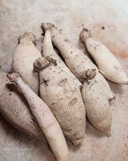 Boom Boom White - Dahlia Tuber