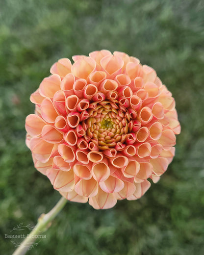 Amber Queen - Dahlia Tuber