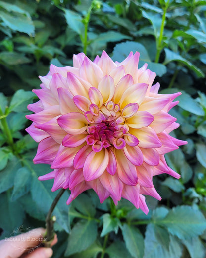 Bahama Mama - Dahlia Tuber