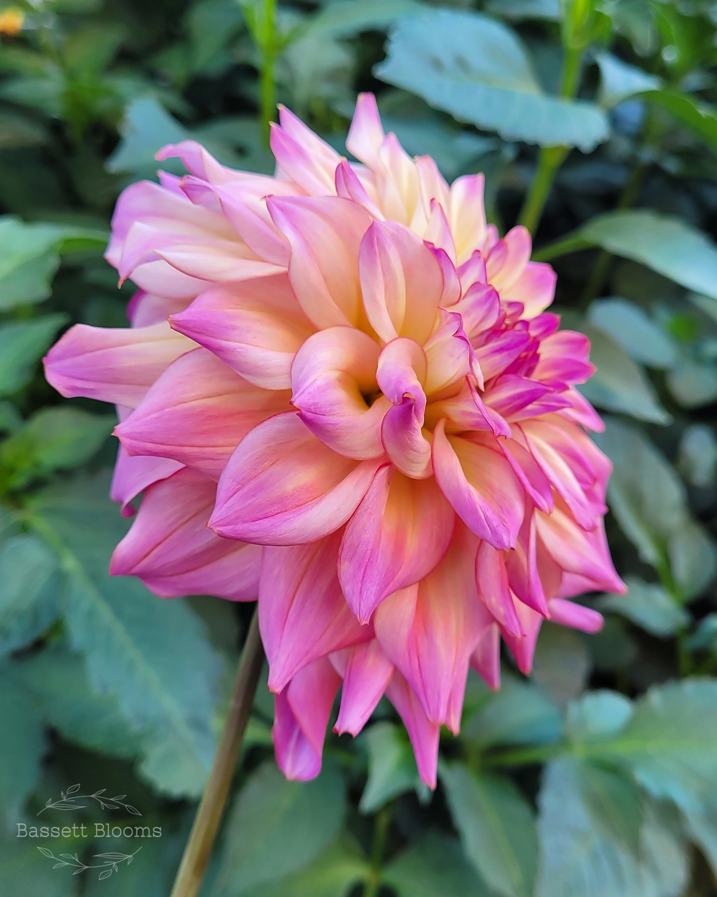 Bahama Mama - Dahlia Tuber