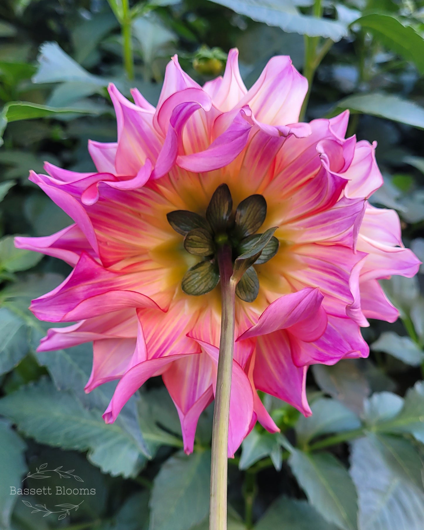 Bahama Mama - Dahlia Tuber