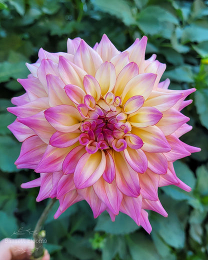 Bahama Mama - Dahlia Tuber