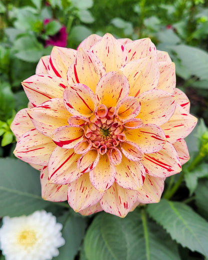 Carmen Fiesta - Dahlia Tuber