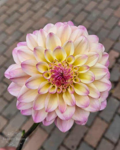 Coralie - Dahlia Tuber