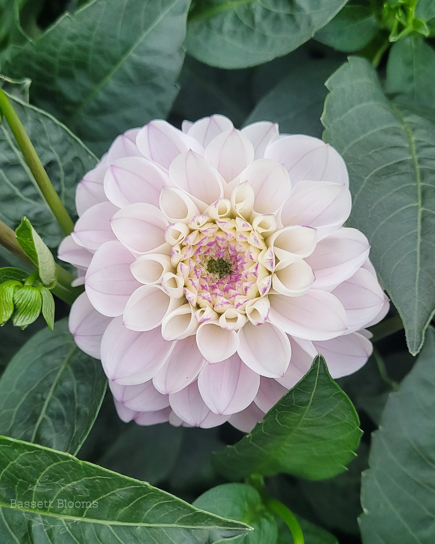 Genova - Dahlia Tuber