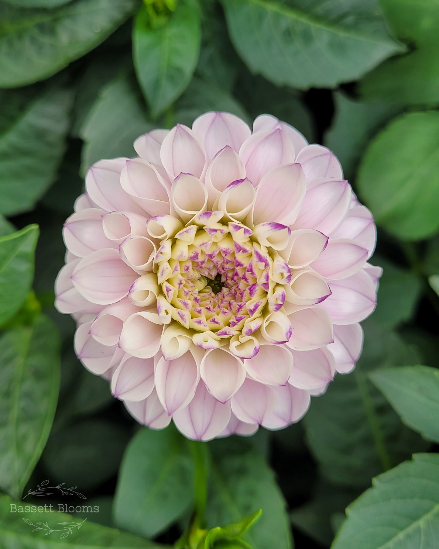 Genova - Dahlia Tuber