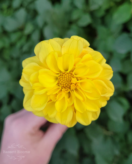 Golden Scepter - Dahlia Tuber