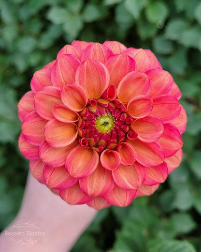 Ice Tea - Dahlia Tuber