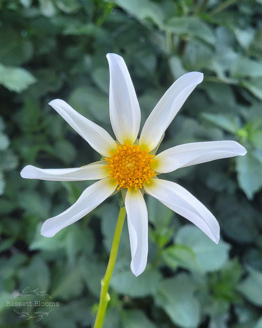 Starchild - Dahlia Tuber (Small)