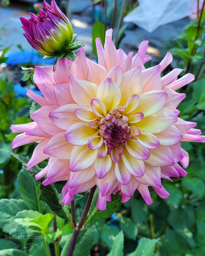 Bahama Mama - Dahlia Tuber