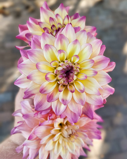 Bahama Mama - Dahlia Tuber