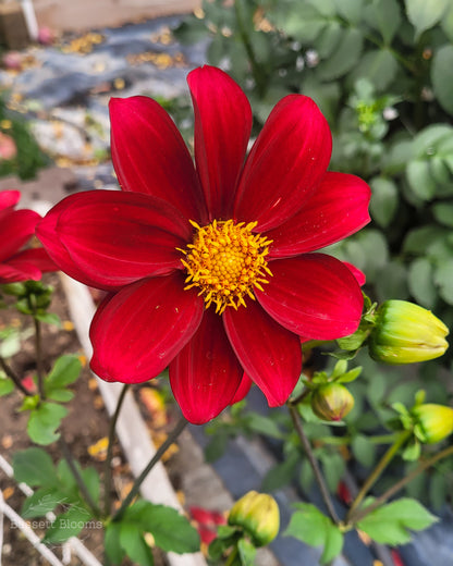 Dahlia Seeds - 25 count (LIMIT 4)