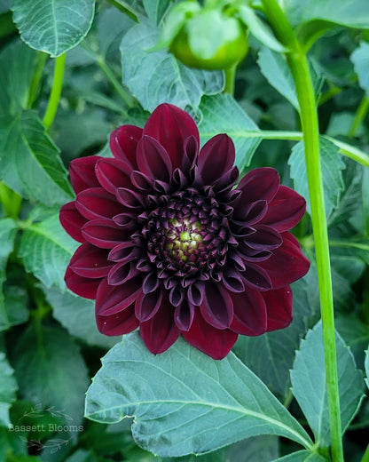 Black Satin - Dahlia Tuber