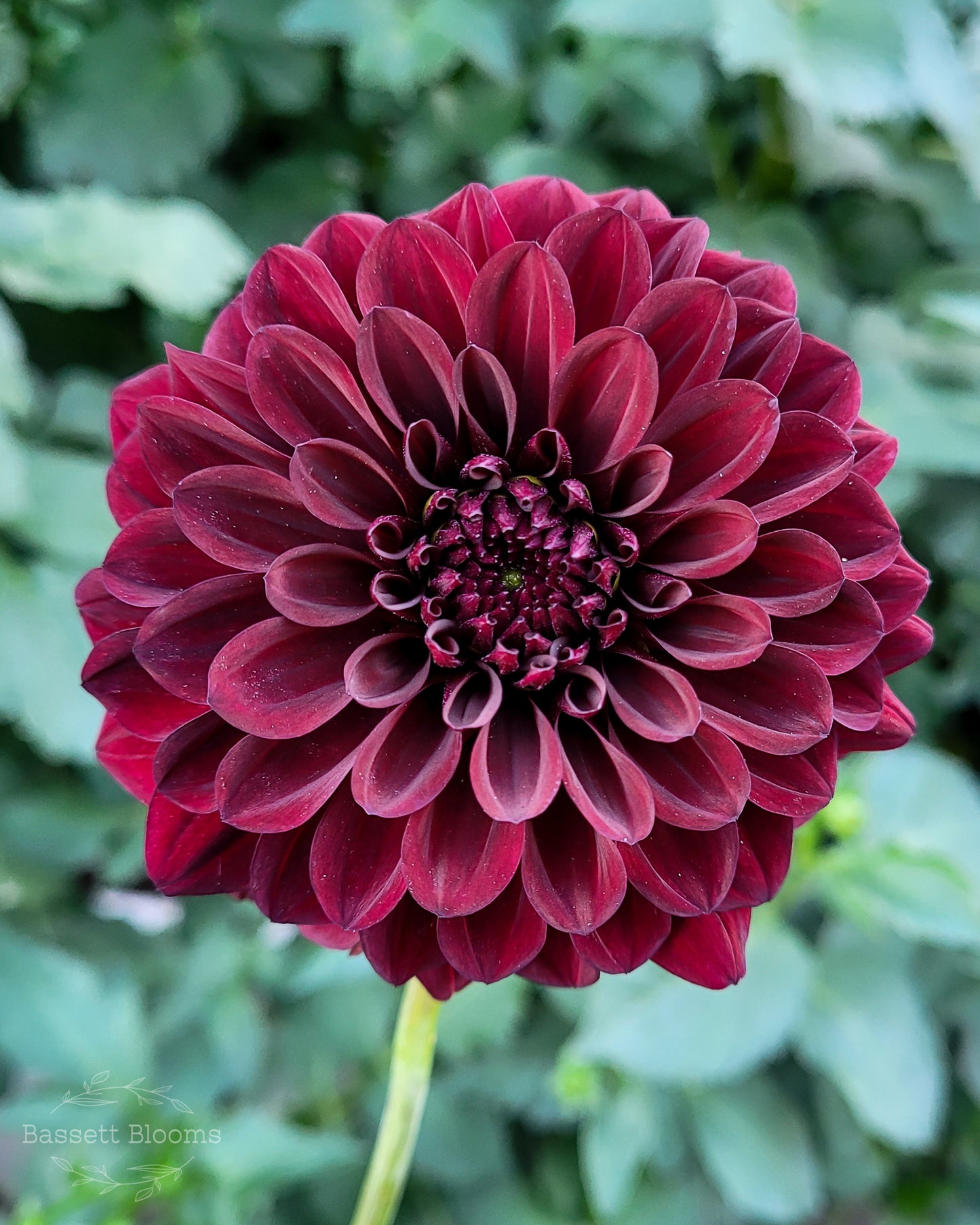 Black Satin - Dahlia Tuber