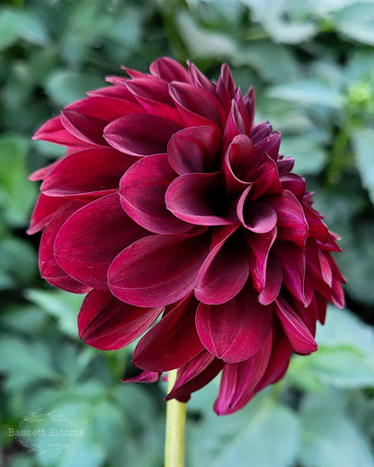 Black Satin - Dahlia Tuber