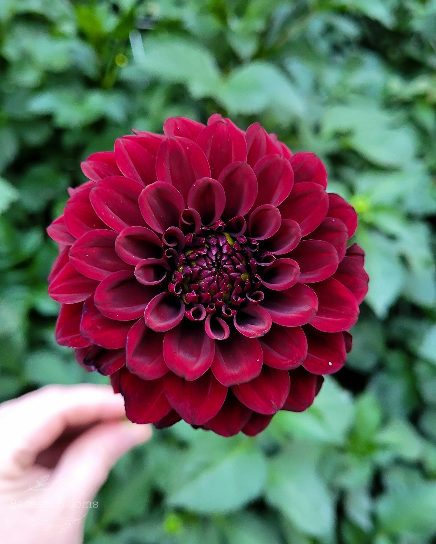 Black Satin - Dahlia Tuber