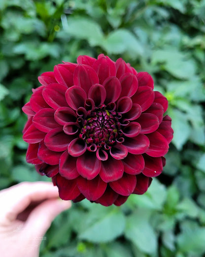 Black Satin - Dahlia Tuber