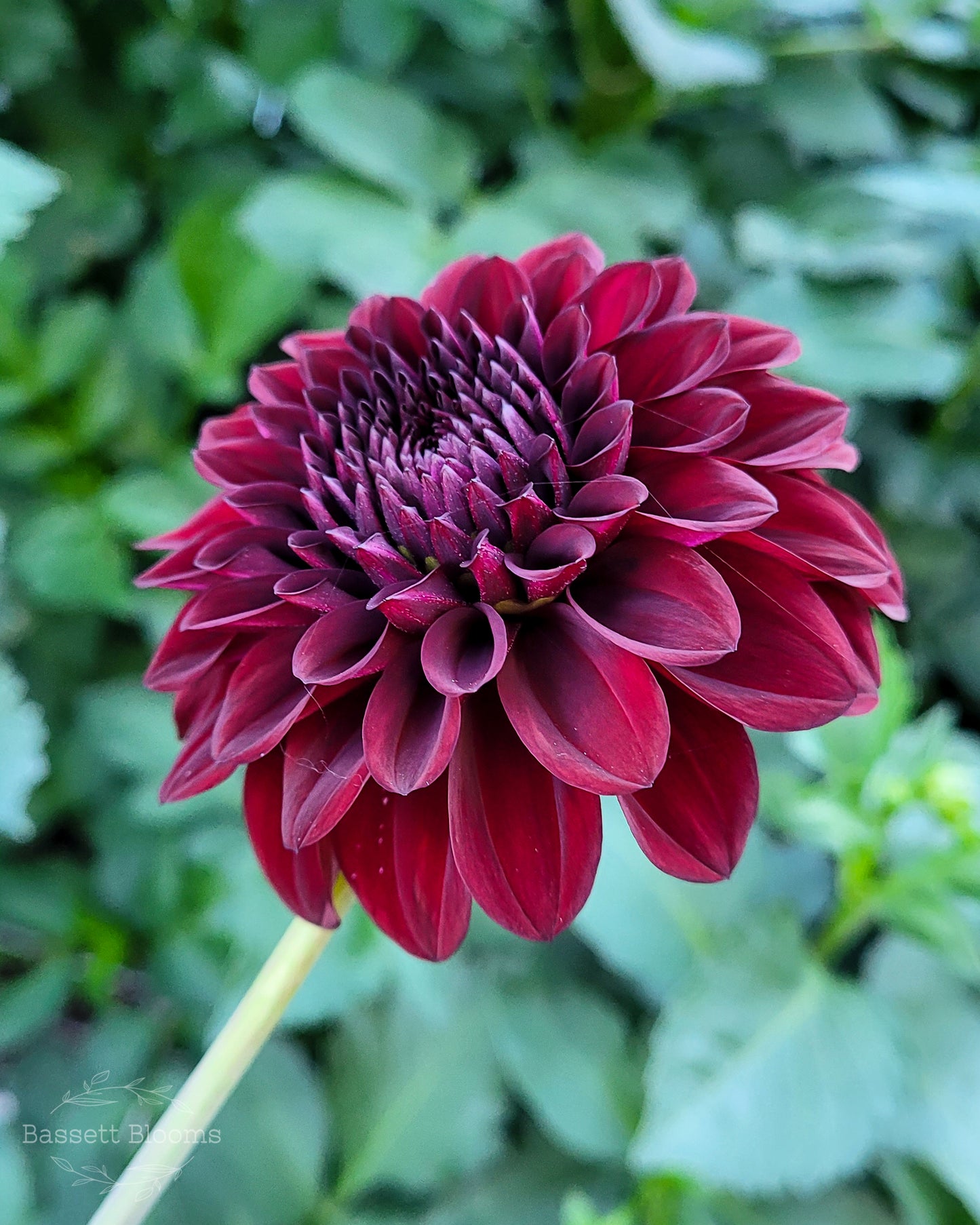 Black Satin - Dahlia Tuber