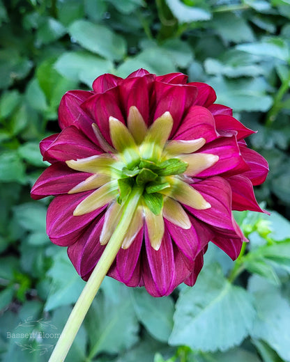 Black Satin - Dahlia Tuber