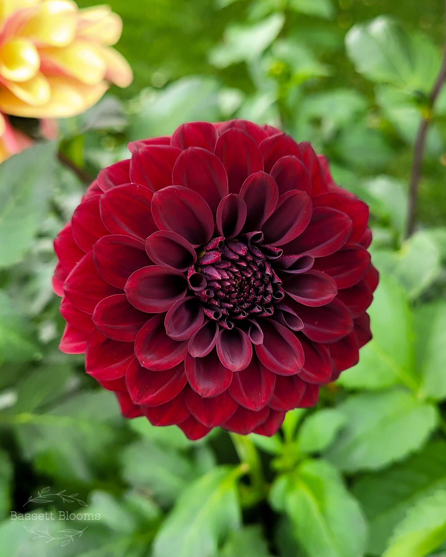 Black Satin - Dahlia Tuber