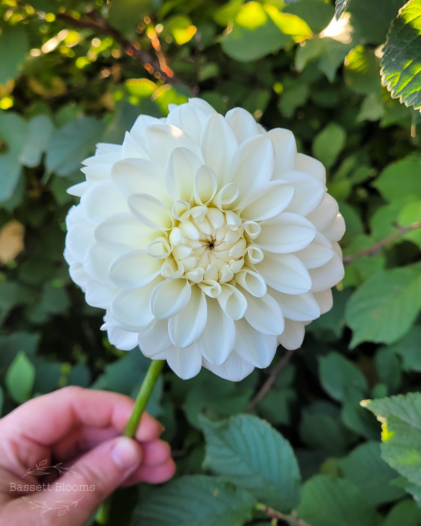 Blizzard - Dahlia Tuber