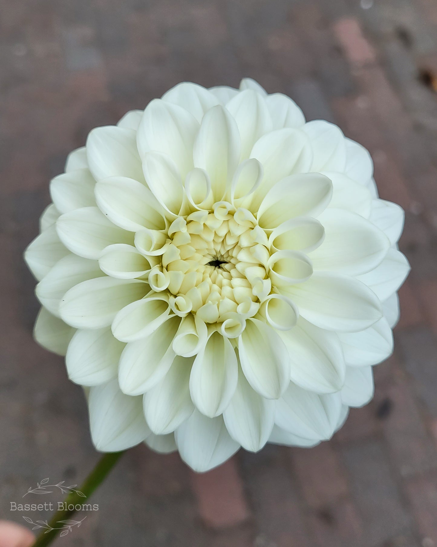 Blizzard - Dahlia Tuber