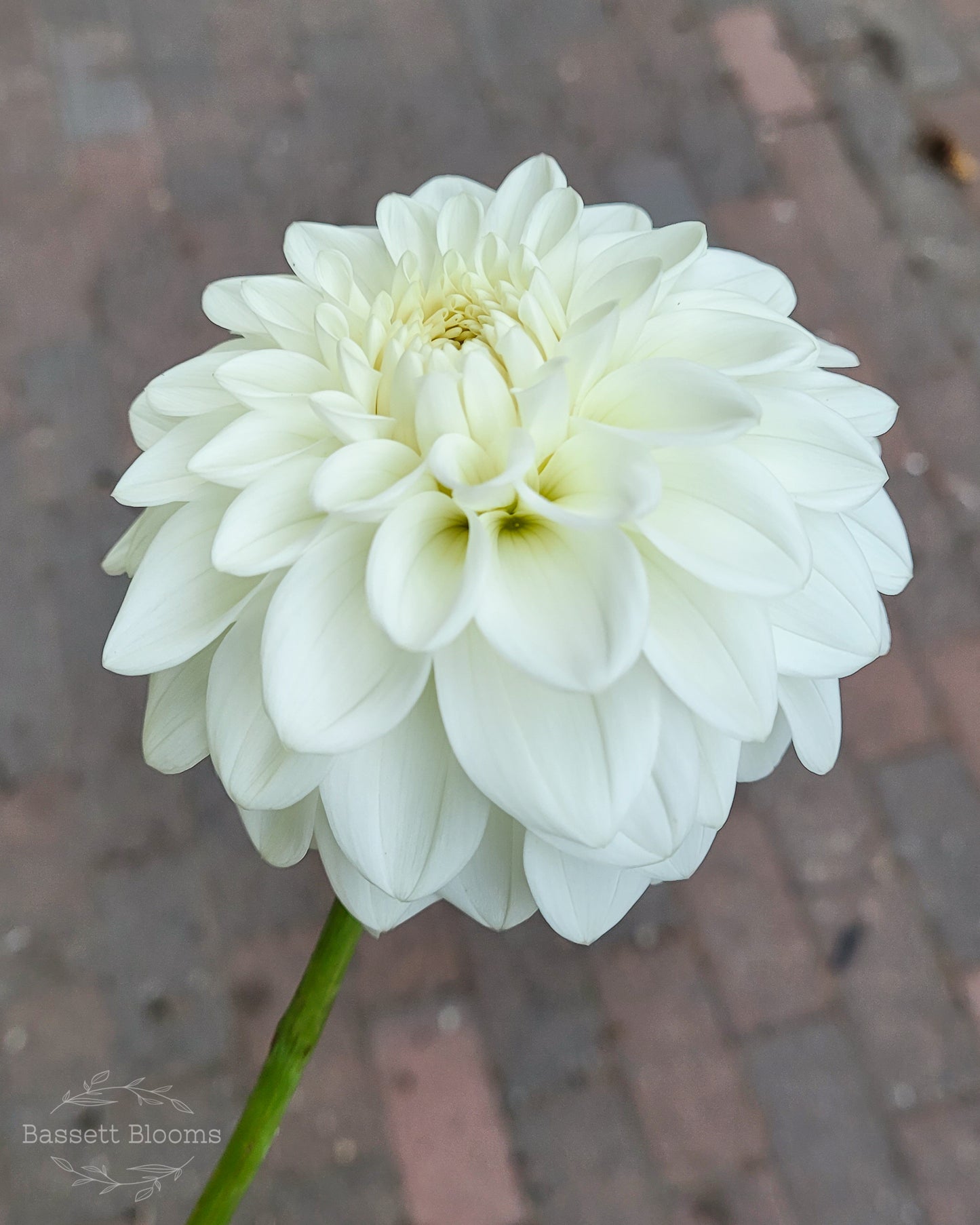 Blizzard - Dahlia Tuber