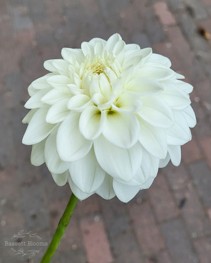 Blizzard - Dahlia Tuber