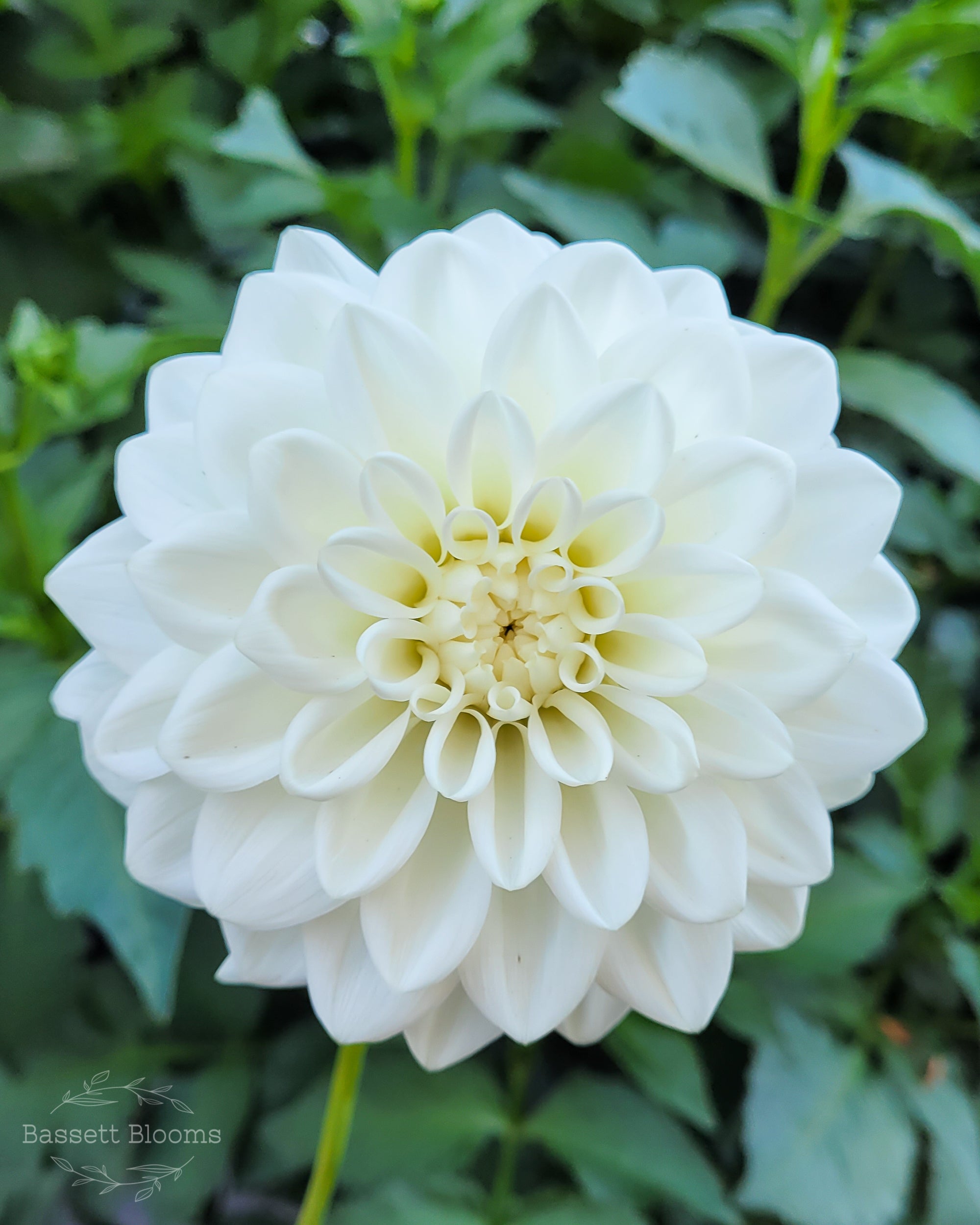 Blizzard - Dahlia Tuber – Bassett Blooms